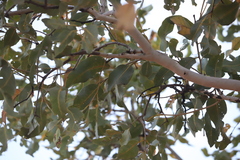 Eucalyptus cupularis