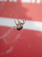 Araneus diadematus