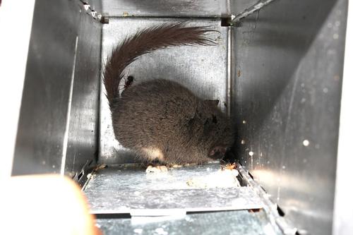 Common African Dormouse