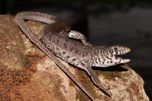 Delalande's Sandveld Lizard