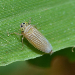 Graminella villica