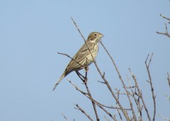 Emberiza calandra