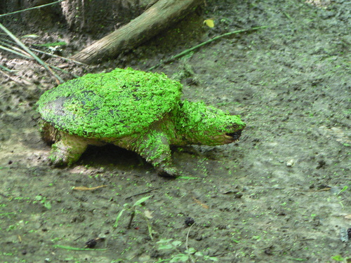 Common Snapping Turtle, Bolivar Peninsula, TX, USA, photo 9 of 10