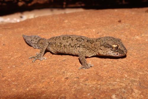 Spotted Thick-toed Gecko, Pachydactylus maculatus