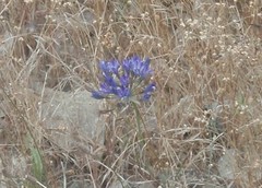Triteleia laxa