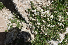 Galium cometerhizon