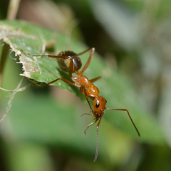 Formica pallidefulva