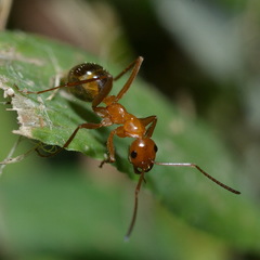 Formica pallidefulva