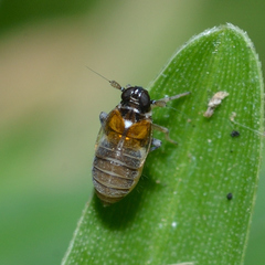 Flavoclypeus andromedus