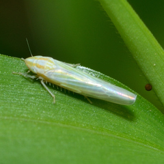 Dikraneura angustata