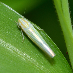 Dikraneura angustata