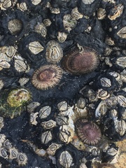 Siphonaria lessonii