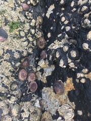 Siphonaria lessonii