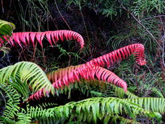 Blechnum attenuatum