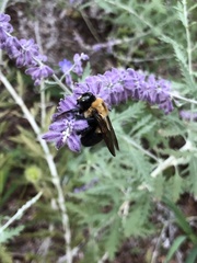 Xylocopa virginica