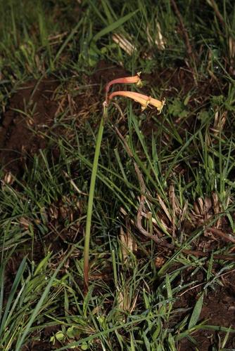Cyrtanthus mckenii