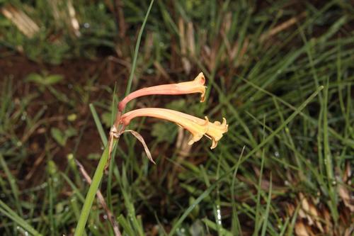 Cyrtanthus mckenii