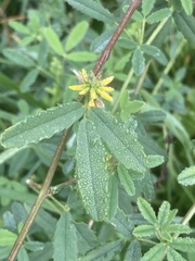 Melilotus altissimus