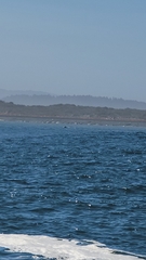 Phocoena phocoena