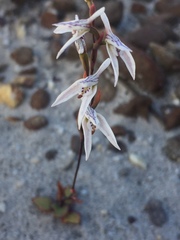 Disa obliqua clavigera