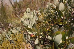 Protea recondita
