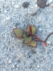 Disa obliqua clavigera