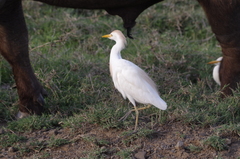 Bubulcus ibis