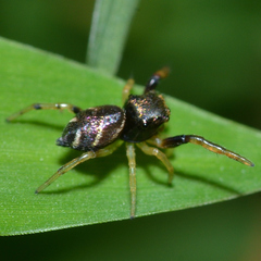 Zygoballus rufipes