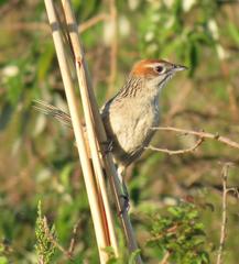Sphenoeacus afer intermedius