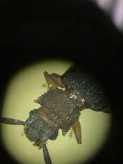 Uleiota dubia