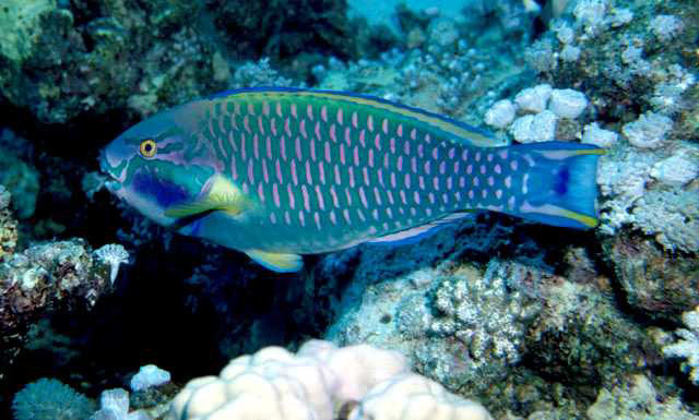 Sinai Parrotfish