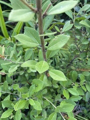 Lyonia fruticosa