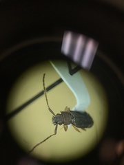 Uleiota dubia