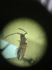 Uleiota dubia