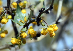 Berberis ruscifolia