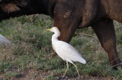 Bubulcus ibis