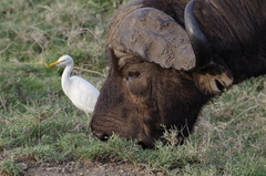 Bubulcus ibis