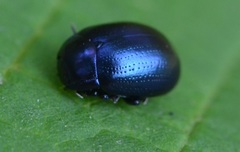 Chrysolina geminata