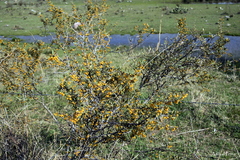 Berberis ruscifolia