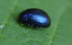 Chrysolina geminata