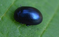 Chrysolina geminata