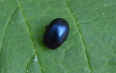 Chrysolina geminata