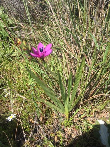 Babiana villosa