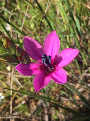 Babiana villosa