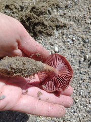 Laccaria trullisata