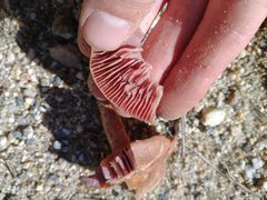 Laccaria trullisata