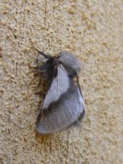 Thaumetopoea apologetica