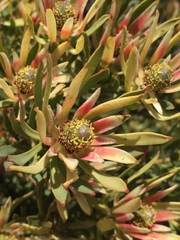 Leucadendron lanigerum laevigatum