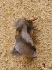 Thaumetopoea apologetica