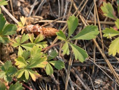 Potentilla wheeleri